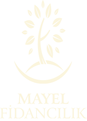 Mayel Fidancılık